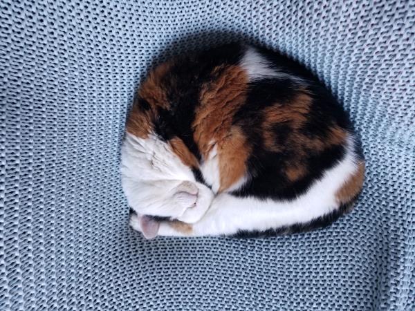 /Images/uploads/Humane Rescue Alliance/HRACalendarPhotoContest/entries/8782thumb.jpg